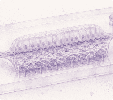 Organ-on-Chip