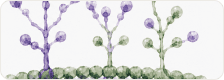 Bio-Interface Interactions Graphic