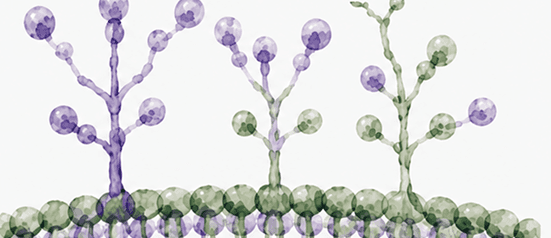 Bio-Interface <br/> Interactions